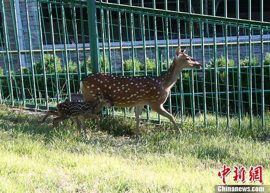 台赠大陆梅花鹿第三胎为雄性身体各项指标正常