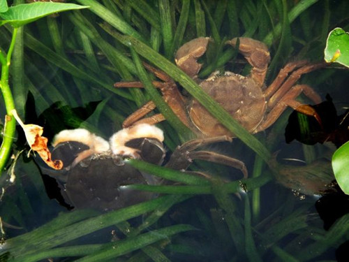 ̨�������ش�բз������Ԥ��������������½��