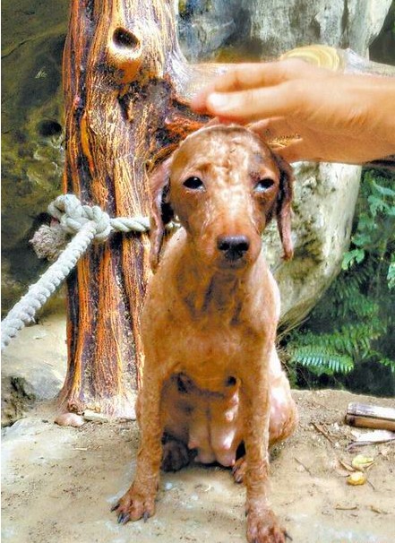 台一贵宾狗遭假阳具刺穿子宫险死民众真是奇迹