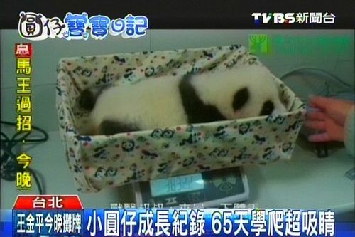 ��̨��è��������Խ��Խ��Ӷ���֫ѧ����ͼ��