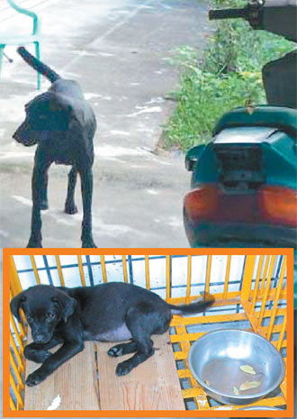 台湾50年来首例宠物狗感染狂犬病