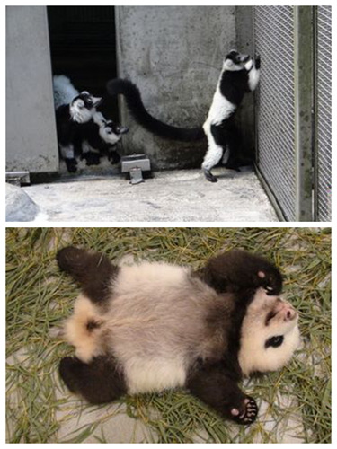 С�׾��������������è������Բ�С�ԭ�ش�ת