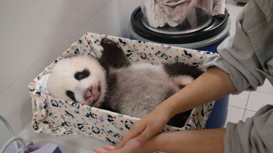 ��̨����è���Ź�����ڱ���Ů��������˼