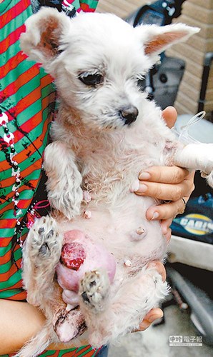 台湾一老狗患乳腺癌拖半公斤肿瘤四处流浪图