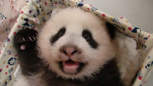 ��̨����è������Բ�С�80������ö���̽��