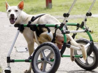 台湾“轮椅瘫犬斗士”阿福赴美国展开新生(图)