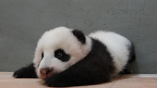 赠台大熊猫宝宝“圆仔”学爬行累得进梦乡(图)