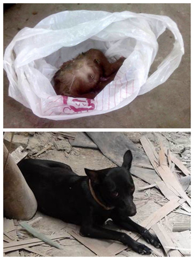 台湾出现变态杀狗凶手杀幼犬剁头去尾扔还母狗