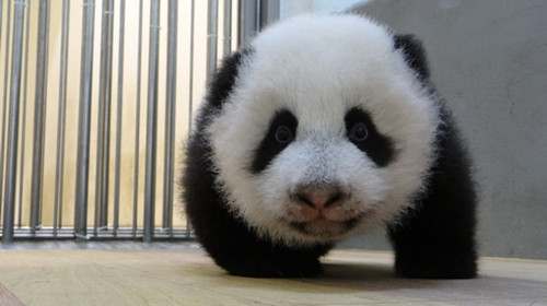 台北大熊猫宝宝圆仔会爬了摇晃模样可爱(图)