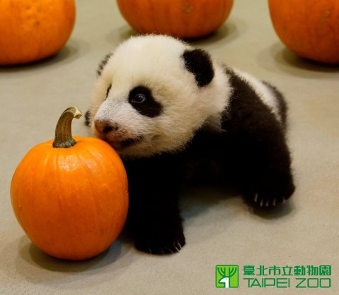 点图查看下一页