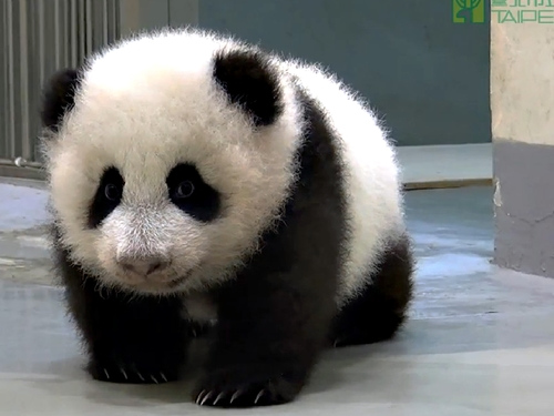 ̨������԰���10�µ�24Сʱ����ת������è