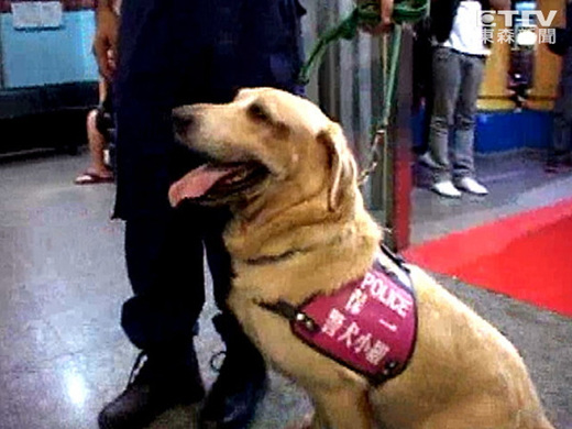 缉毒犬伙食费一路缩水民意代表怒批虐待动物