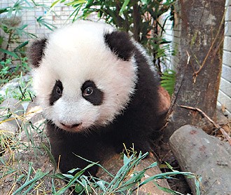 台北动物园每日直播圆仔1小时一刀未剪看萌样（图）