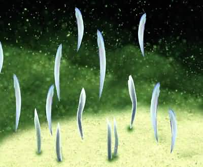 “活化石”文昌鱼台湾金门繁殖成功(图)