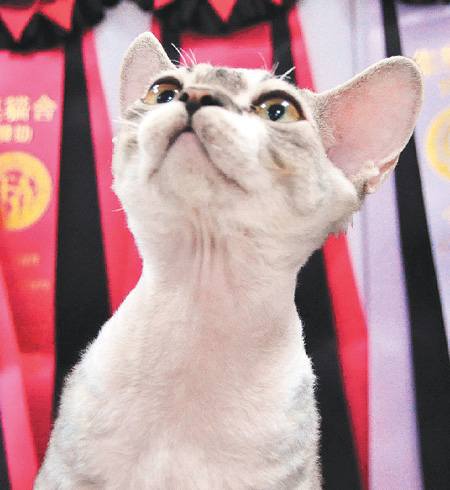 ǫ̈̄������è:����20����̨��̨��Ψһ��ͼ��