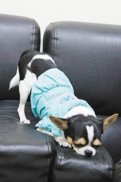 台湾一只“吉娃娃”狗撅屁股才睡得香(图)