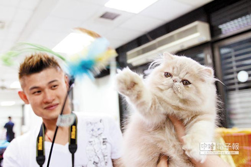 110ֻè���̨�ϱ�������Ϊè���Ϸۣ�ͼ��