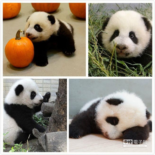 ����è��Բ�С�����������ſˮ�������˯��ͼ��