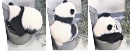 圆仔终征服水桶坐进去模样好似在泡汤(图)