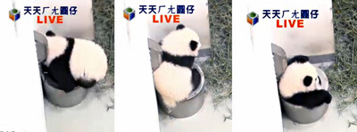 台北大熊猫宝宝“圆仔”突破9公斤如圆滚毛球
