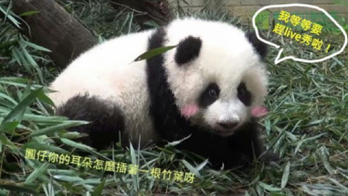 台北大熊猫宝宝“圆仔”遭PS萌度破表(图)