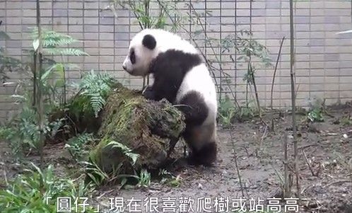 熊猫“圆仔”喜欢站得高不小心摔下来逗趣(图)