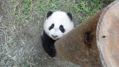 台北大熊猫宝宝“圆仔”热衷爬树一摔露肥肚皮