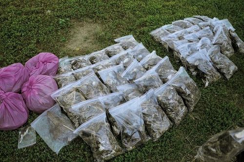 台湾屏东田地喷农药至少3千只鸟被毒害(图)