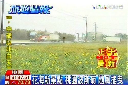 台湾桃园上千公顷壮丽花海百花盛开相当漂亮