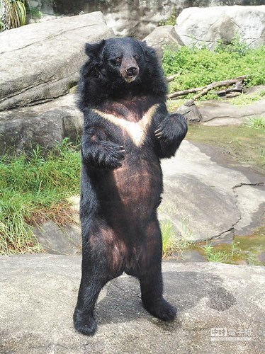 图片来源:台湾《中国时报》台湾黑熊小时候也像"圆仔"一样可爱.