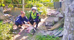 粉红色迷你猪“逛”大街警察助其返家(图)
