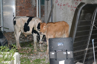 两头牛逛大街吓倒司机三人受伤送医(图)