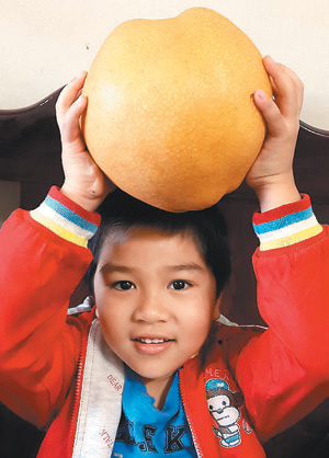 台湾农民豆浆浇灌雪梨果实大又甜(图)