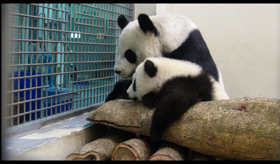 赠台熊猫圆仔向妈妈卖萌飞扑抱大腿不放(图)