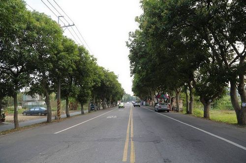 南投县拟砍掉193棵芒果树民众展开护树行动