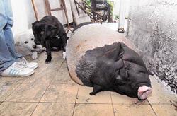 200多公斤胖猪被撞瘫2只狗守在旁边不离不弃