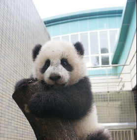 厚毛皮保暖又防摔台北熊猫“圆仔”不怕冷