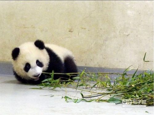 点图查看下一页