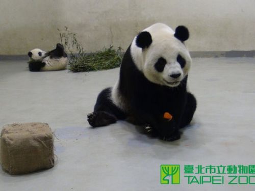 台湾熊猫“圆仔”翻跟斗跨年夜(图)