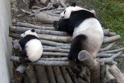 图：台北大熊猫宝宝“圆仔”和妈妈排排睡
