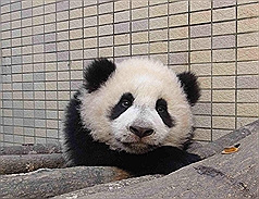 台北熊猫宝宝“圆仔”沉思装淑女（图）