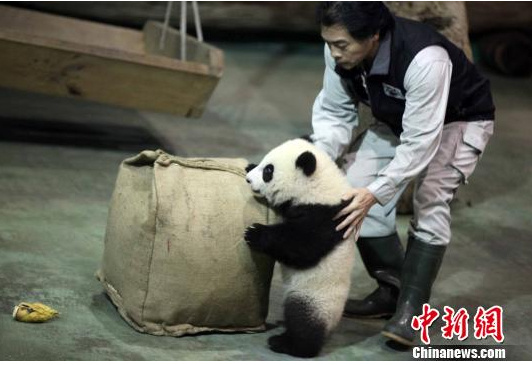 “聚焦圆仔”之三:“数”说熊猫宝宝“圆仔”