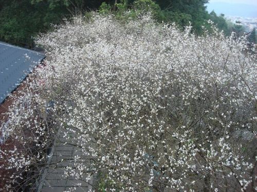 ̨÷ɽ��԰÷��ŭ�Ű�ɫ������ʫ�⣨ͼ��