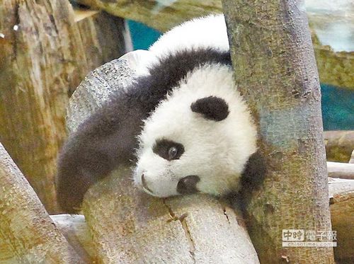 点图查看下一页