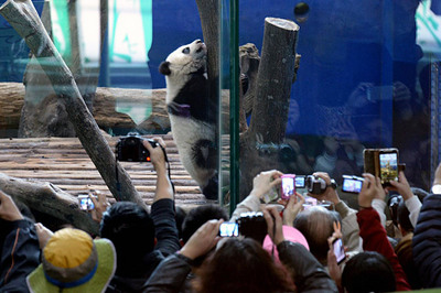 圆仔见客第二天爬栖架卖萌2分钟又懒得动弹(图)