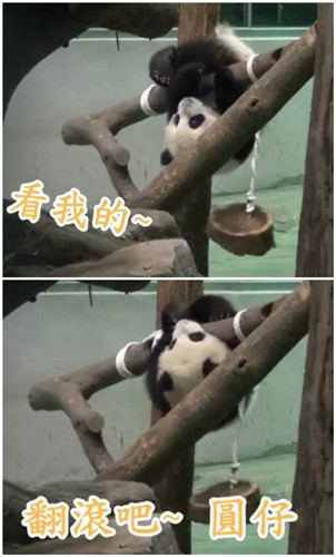 圆仔爬栖架使出“倒挂金熊”招式身段超软(图)
