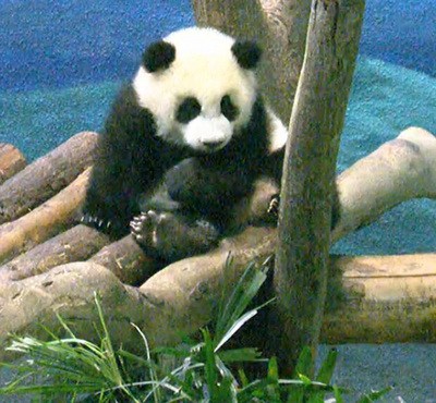 赠台大熊猫幼仔坐着瞌睡呵欠连连(图)