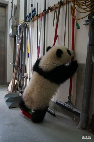 年终大扫除台北大熊猫宝宝圆仔“挑”工具(图)