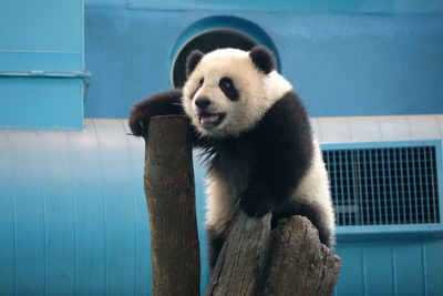 ��Բ�С�����������è�ܡ��Ƕ��ÿ��ģ�ͼ��