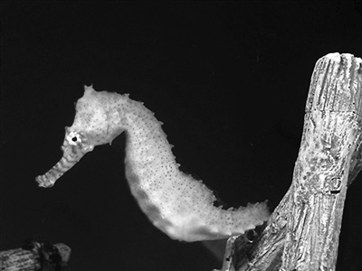 台湾水底十二生肖亮相海马等代言马年(图)